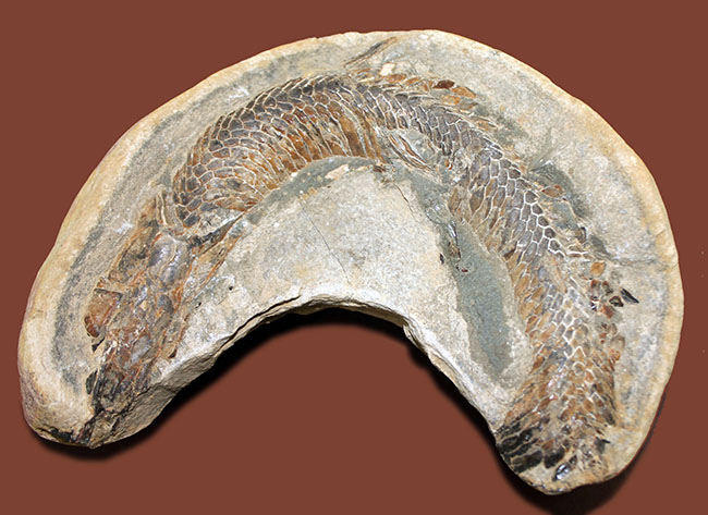 オールドコレクション！ネガ・ポジ両方揃った白亜紀のブラジル産古代魚の化石。見た目のインパクト大。（その7）