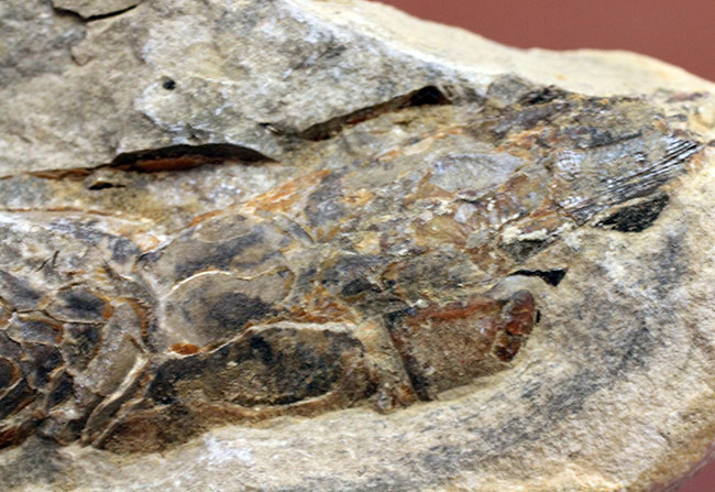 オールドコレクション！ネガ・ポジ両方揃った白亜紀のブラジル産古代魚の化石。見た目のインパクト大。（その8）