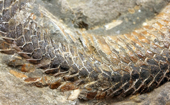 オールドコレクション！ネガ・ポジ両方揃った白亜紀のブラジル産古代魚の化石。見た目のインパクト大。（その9）