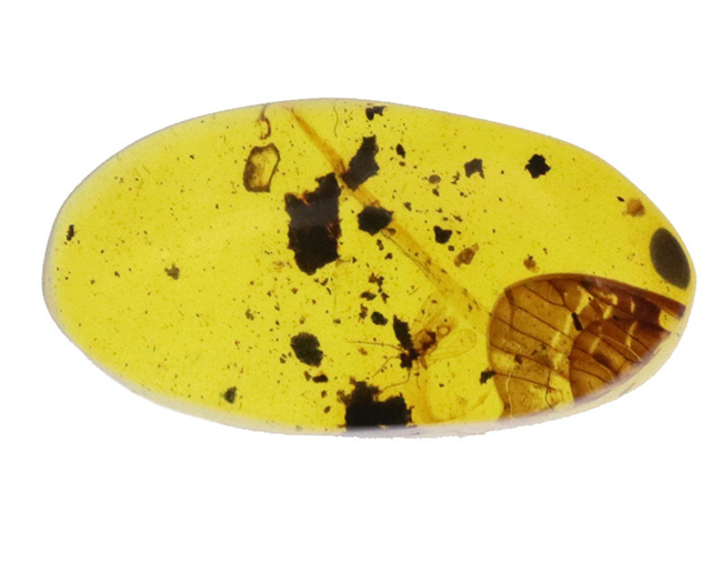 驚くべきサイズの羽が内包!明瞭な羽虫も必見!約1億年前の琥珀、バーマイト(Burmite)(その2)