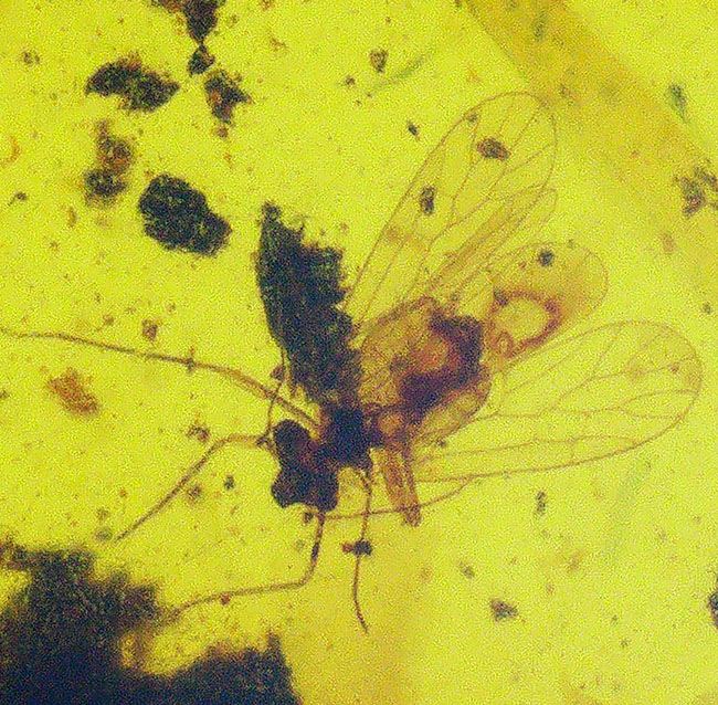 驚くべきサイズの羽が内包!明瞭な羽虫も必見!約1億年前の琥珀、バーマイト(Burmite)(その5)