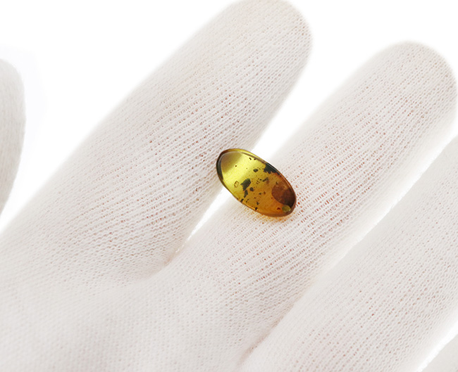 驚くべきサイズの羽が内包!明瞭な羽虫も必見!約1億年前の琥珀、バーマイト(Burmite)(その6)