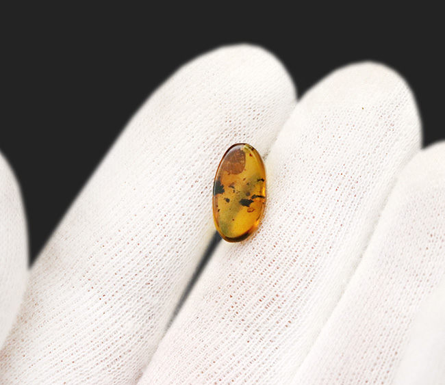 驚くべきサイズの羽が内包!明瞭な羽虫も必見!約1億年前の琥珀、バーマイト(Burmite)(その7)