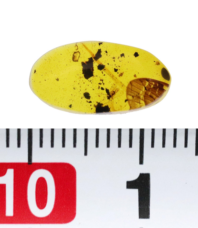 驚くべきサイズの羽が内包!明瞭な羽虫も必見!約1億年前の琥珀、バーマイト(Burmite)(その8)