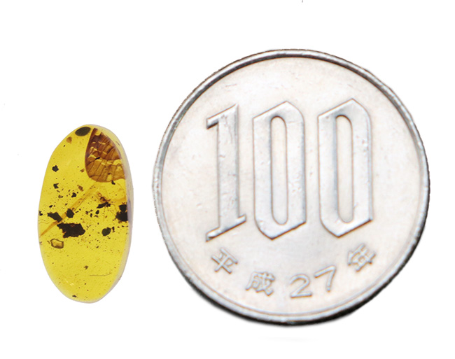 驚くべきサイズの羽が内包!明瞭な羽虫も必見!約1億年前の琥珀、バーマイト(Burmite)(その9)