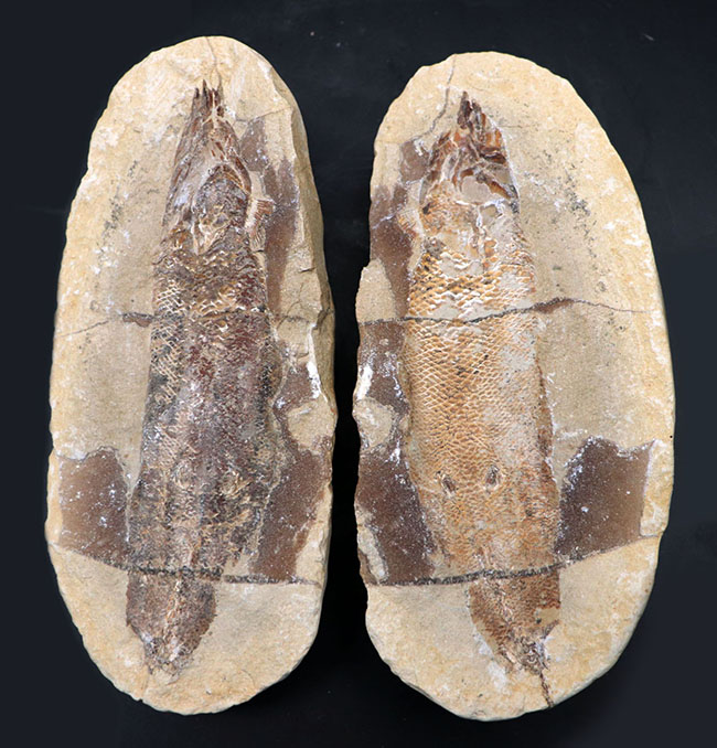 およそ１億年前の内海に棲息していた古代魚の化石。２枚揃ったノジュール化石（その1）