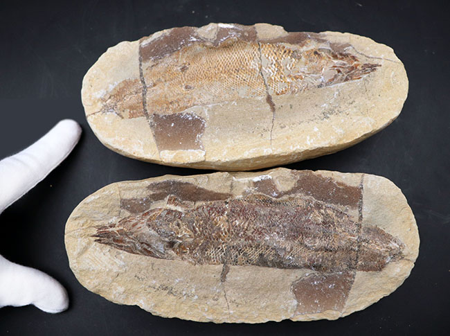 およそ１億年前の内海に棲息していた古代魚の化石。２枚揃ったノジュール化石（その10）