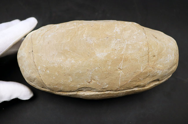 およそ１億年前の内海に棲息していた古代魚の化石。２枚揃ったノジュール化石（その11）