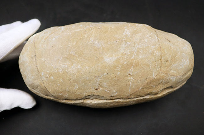 およそ1億年前の内海に棲息していた古代魚の化石。2枚揃ったノジュール化石(その11)