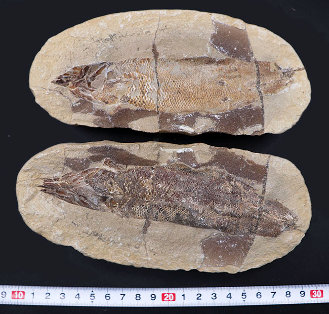 およそ１億年前の内海に棲息していた古代魚の化石。２枚揃ったノジュール化石（その12）