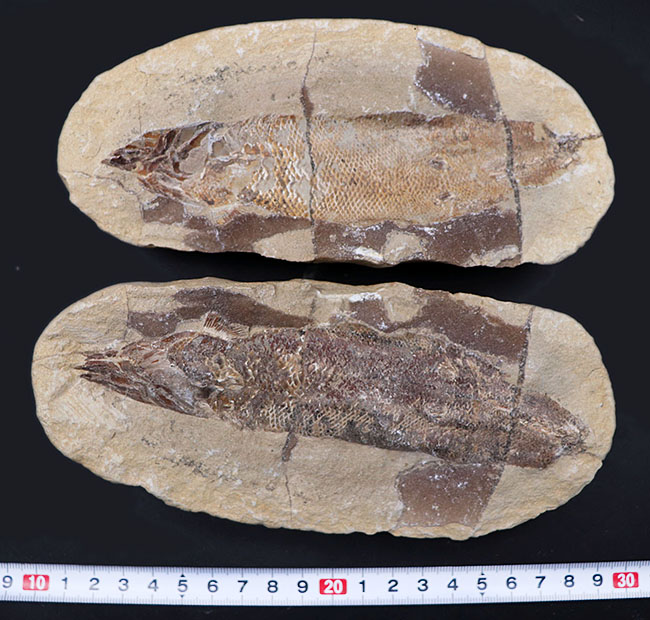 およそ1億年前の内海に棲息していた古代魚の化石。2枚揃ったノジュール化石(その12)
