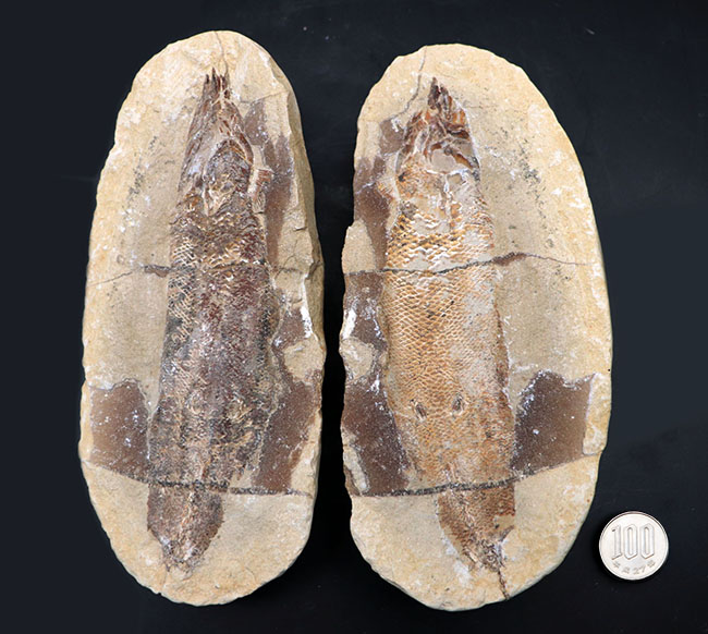 およそ１億年前の内海に棲息していた古代魚の化石。２枚揃ったノジュール化石（その13）