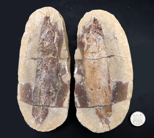 およそ1億年前の内海に棲息していた古代魚の化石。2枚揃ったノジュール化石(その13)