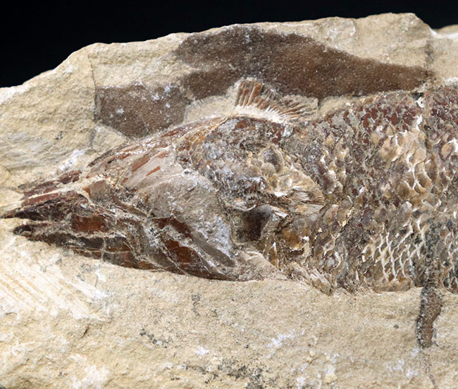 およそ1億年前の内海に棲息していた古代魚の化石。2枚揃ったノジュール化石(その2)
