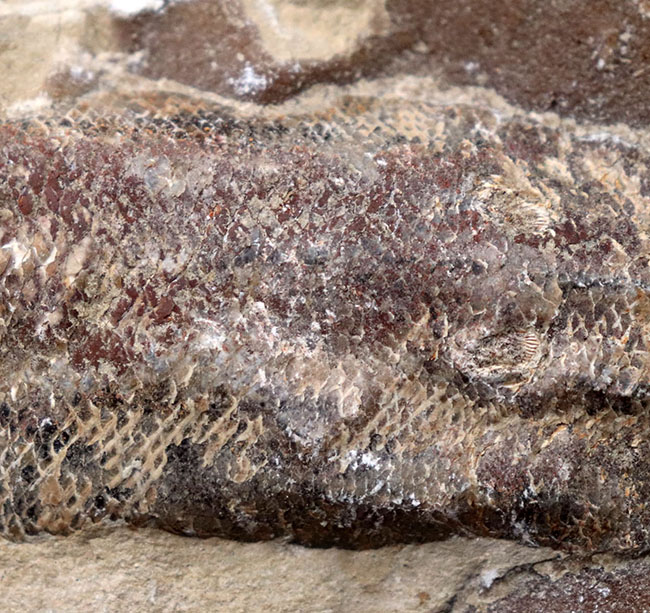 およそ１億年前の内海に棲息していた古代魚の化石。２枚揃ったノジュール化石（その3）