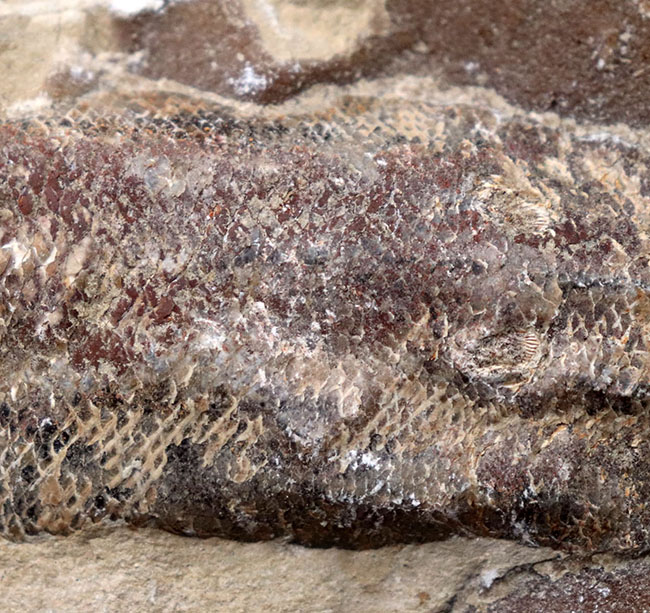 およそ1億年前の内海に棲息していた古代魚の化石。2枚揃ったノジュール化石(その3)
