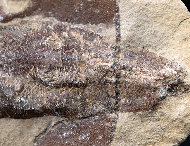 およそ１億年前の内海に棲息していた古代魚の化石。２枚揃ったノジュール化石（その4）