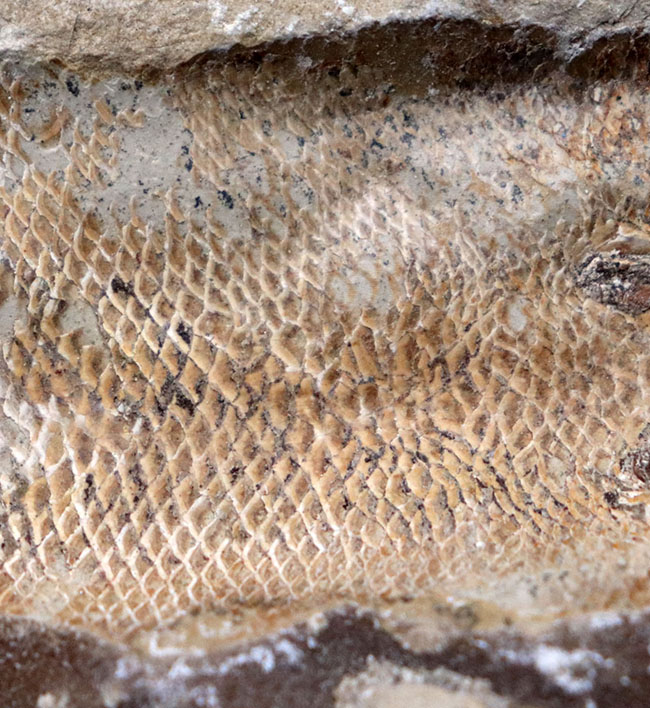 およそ1億年前の内海に棲息していた古代魚の化石。2枚揃ったノジュール化石(その6)