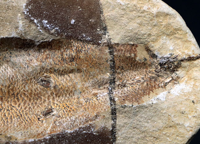 およそ1億年前の内海に棲息していた古代魚の化石。2枚揃ったノジュール化石(その7)