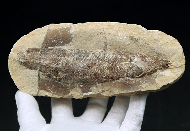 およそ1億年前の内海に棲息していた古代魚の化石。2枚揃ったノジュール化石(その8)