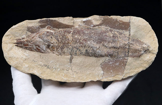 およそ1億年前の内海に棲息していた古代魚の化石。2枚揃ったノジュール化石(その9)