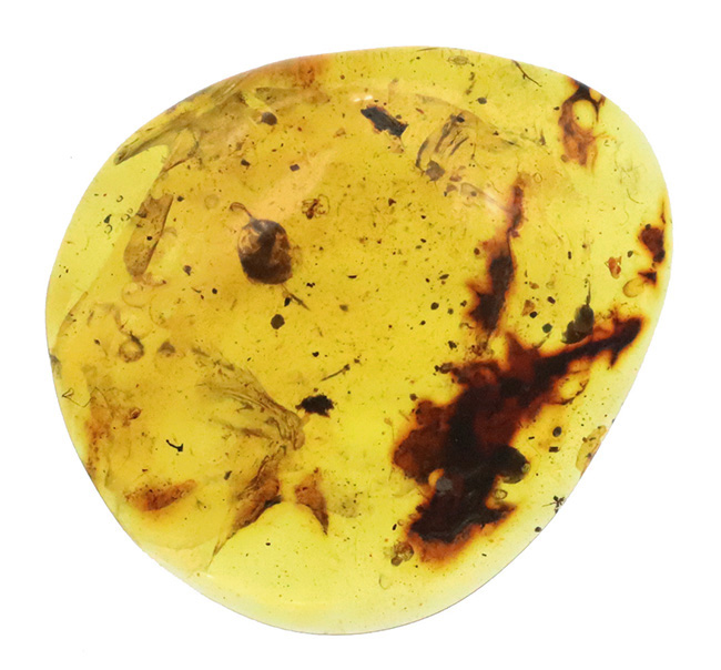 多様な内包物、見どころ満載！恐竜時代の琥珀、ミャンマー産バーマイト（Burmite）（その1）