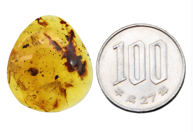 多様な内包物、見どころ満載！恐竜時代の琥珀、ミャンマー産バーマイト（Burmite）（その10）