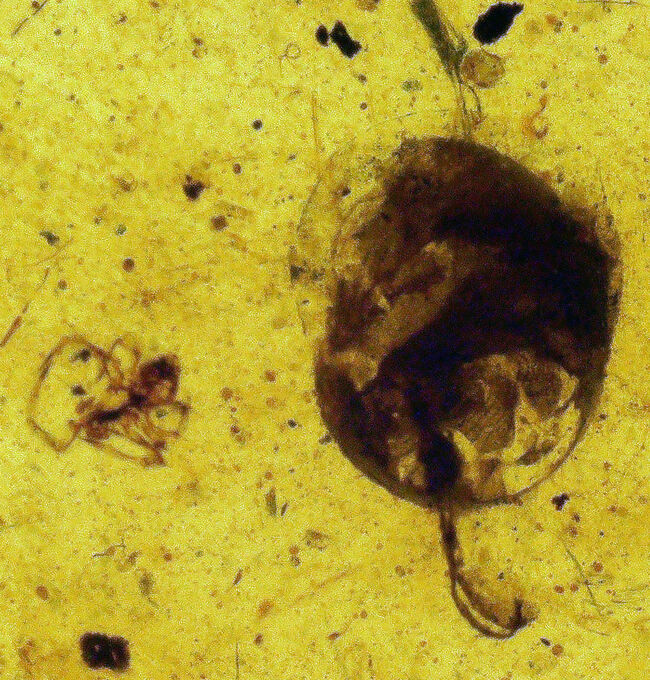 多様な内包物、見どころ満載！恐竜時代の琥珀、ミャンマー産バーマイト（Burmite）（その2）