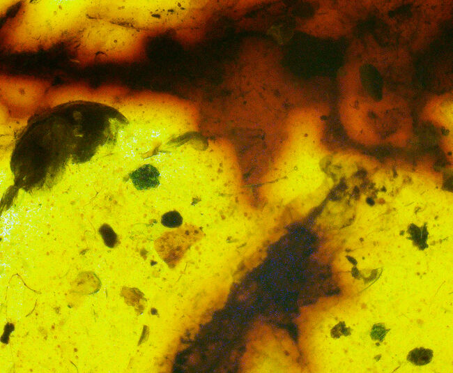 多様な内包物、見どころ満載！恐竜時代の琥珀、ミャンマー産バーマイト（Burmite）（その3）