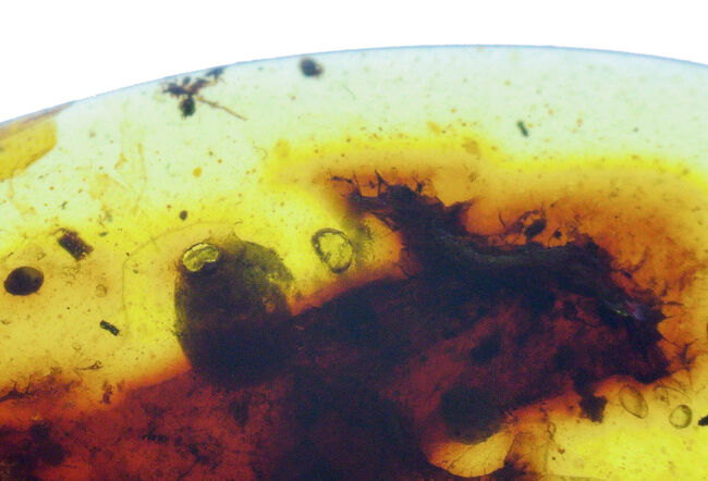 多様な内包物、見どころ満載！恐竜時代の琥珀、ミャンマー産バーマイト（Burmite）（その4）