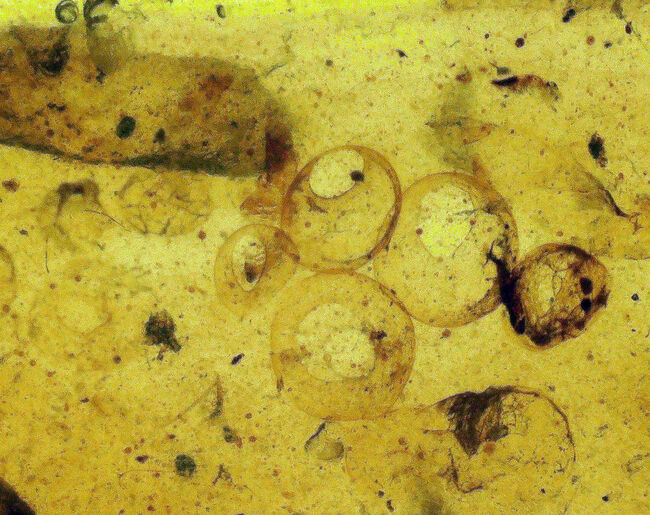 多様な内包物、見どころ満載！恐竜時代の琥珀、ミャンマー産バーマイト（Burmite）（その6）