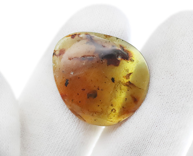 多様な内包物、見どころ満載！恐竜時代の琥珀、ミャンマー産バーマイト（Burmite）（その7）