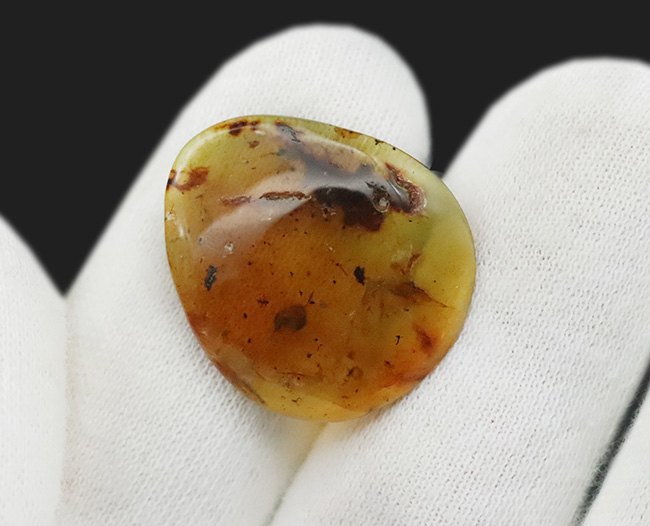 多様な内包物、見どころ満載！恐竜時代の琥珀、ミャンマー産バーマイト（Burmite）（その8）