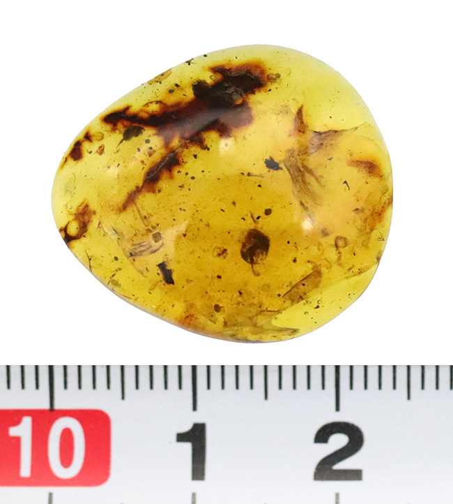 多様な内包物、見どころ満載！恐竜時代の琥珀、ミャンマー産バーマイト（Burmite）（その9）