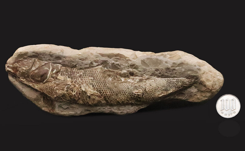 本体19.8cmの堂々たるサイズ。恐竜時代の海に生息していたブラジル産絶滅古代魚ラコレピス（Rhacolepis）の立体標本（その10）