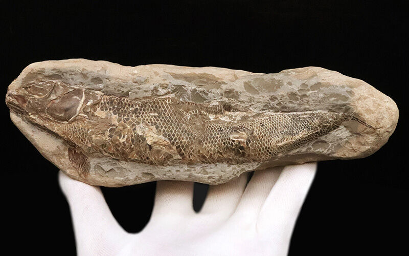 本体19.8cmの堂々たるサイズ。恐竜時代の海に生息していたブラジル産絶滅古代魚ラコレピス（Rhacolepis）の立体標本（その2）