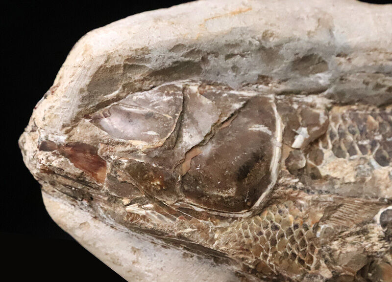 本体19.8cmの堂々たるサイズ。恐竜時代の海に生息していたブラジル産絶滅古代魚ラコレピス（Rhacolepis）の立体標本（その3）