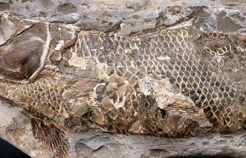本体19.8cmの堂々たるサイズ。恐竜時代の海に生息していたブラジル産絶滅古代魚ラコレピス（Rhacolepis）の立体標本（その4）