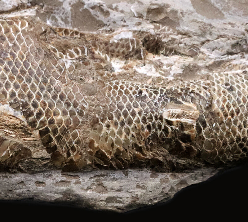 本体19.8cmの堂々たるサイズ。恐竜時代の海に生息していたブラジル産絶滅古代魚ラコレピス（Rhacolepis）の立体標本（その5）