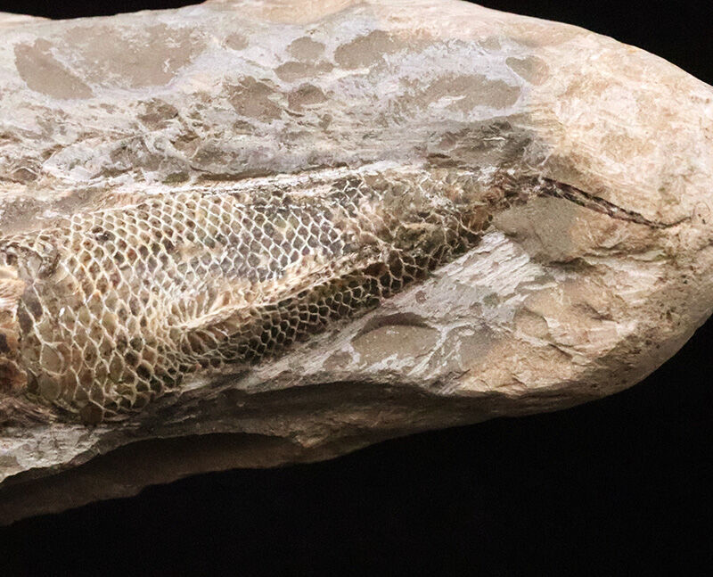 本体19.8cmの堂々たるサイズ。恐竜時代の海に生息していたブラジル産絶滅古代魚ラコレピス（Rhacolepis）の立体標本（その6）