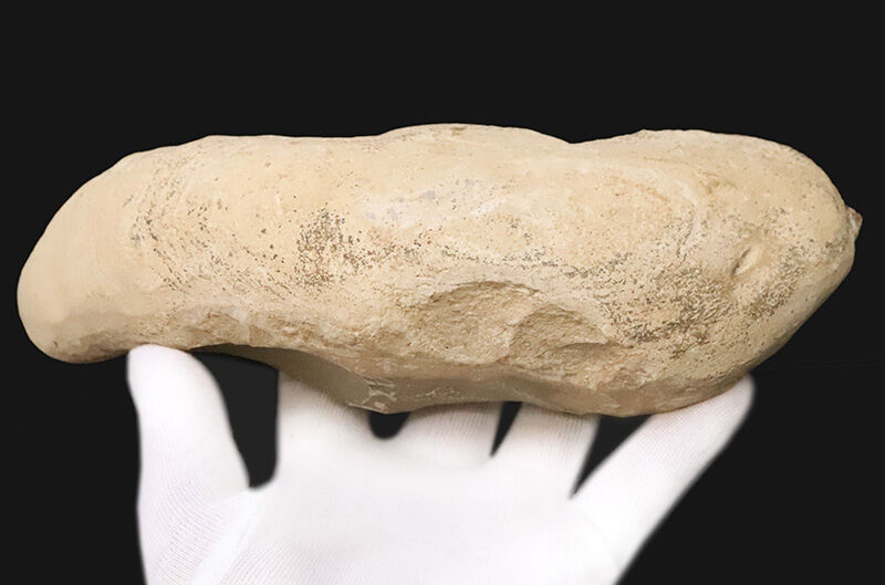 本体19.8cmの堂々たるサイズ。恐竜時代の海に生息していたブラジル産絶滅古代魚ラコレピス（Rhacolepis）の立体標本（その7）