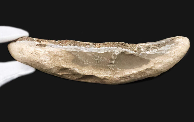 本体19.8cmの堂々たるサイズ。恐竜時代の海に生息していたブラジル産絶滅古代魚ラコレピス（Rhacolepis）の立体標本（その8）