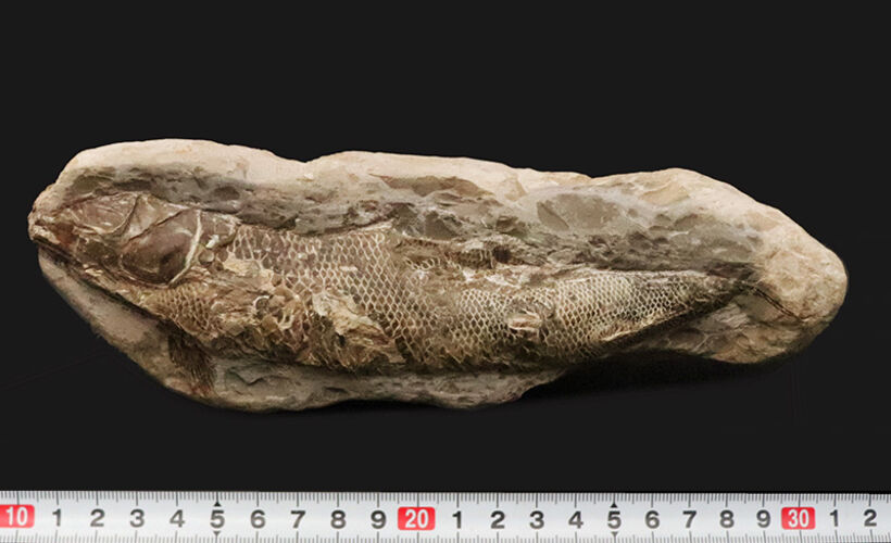 本体19.8cmの堂々たるサイズ。恐竜時代の海に生息していたブラジル産絶滅古代魚ラコレピス（Rhacolepis）の立体標本（その9）