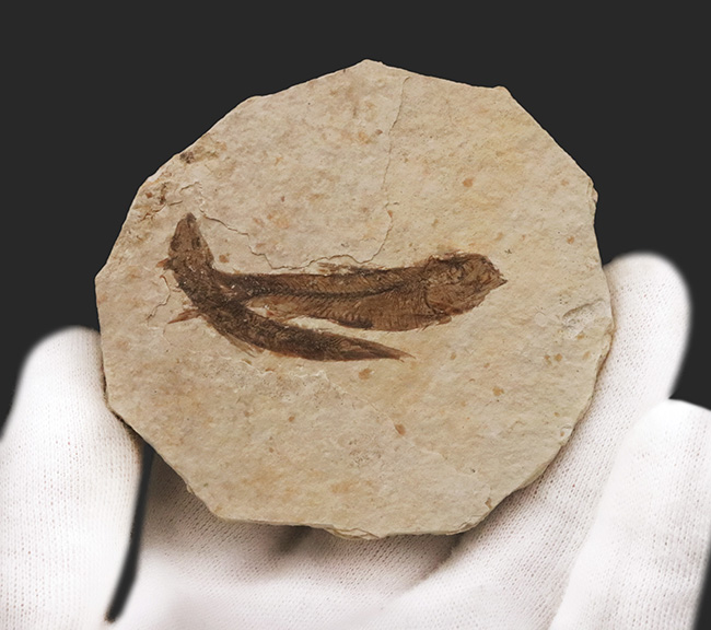 最もよく知られた化石魚類……米国ワイオミング州で採集された絶滅古代魚、ナイティア(Knightia)のマルチプレート化石(その2)