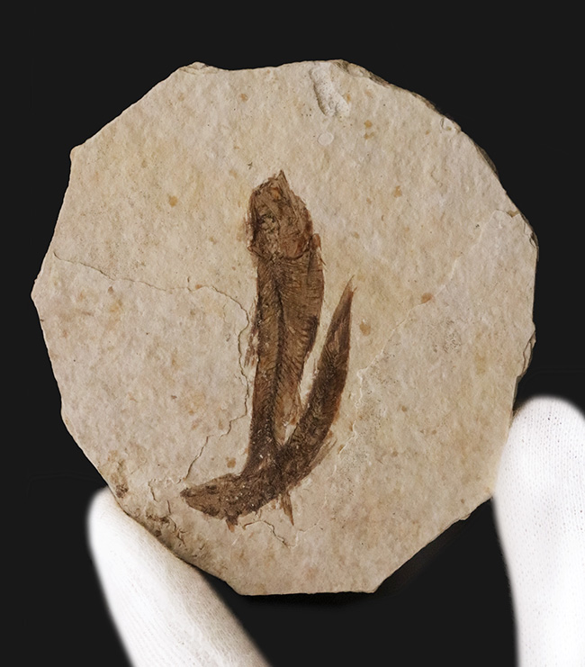 最もよく知られた化石魚類……米国ワイオミング州で採集された絶滅古代魚、ナイティア(Knightia)のマルチプレート化石(その3)