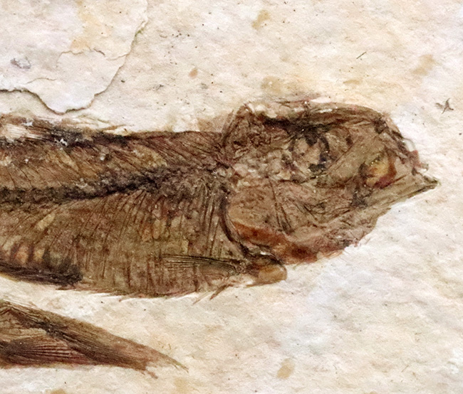 最もよく知られた化石魚類……米国ワイオミング州で採集された絶滅古代魚、ナイティア(Knightia)のマルチプレート化石(その4)
