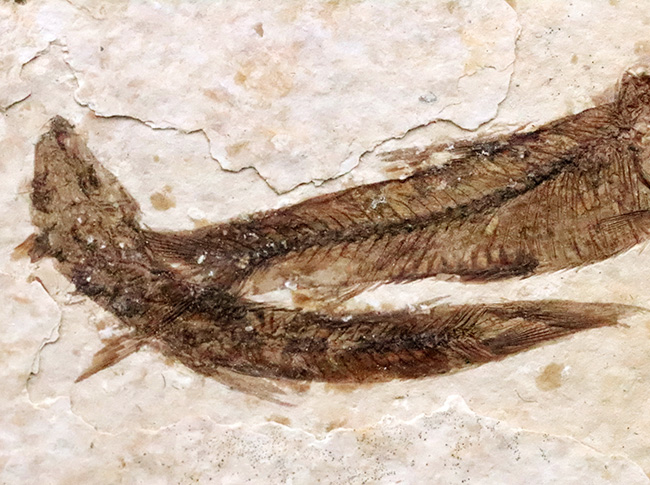 最もよく知られた化石魚類……米国ワイオミング州で採集された絶滅古代魚、ナイティア(Knightia)のマルチプレート化石(その5)