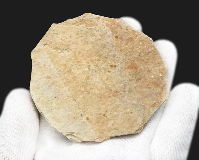 古代魚　化石　アメリカで購入 鱗・頭部の保存状態、極めて良好！およそ1億年前の古代魚