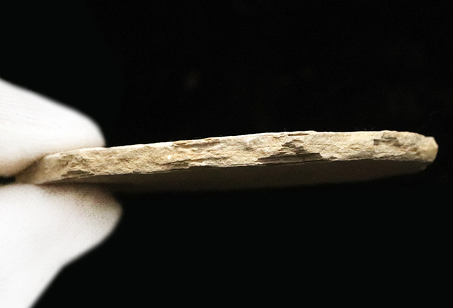 最もよく知られた化石魚類……米国ワイオミング州で採集された絶滅古代魚、ナイティア(Knightia)のマルチプレート化石(その7)
