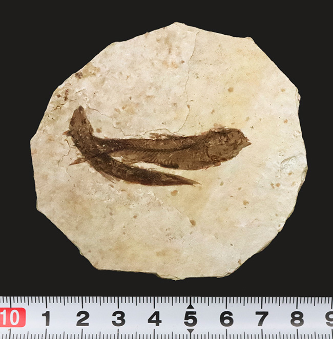 最もよく知られた化石魚類……米国ワイオミング州で採集された絶滅古代魚、ナイティア(Knightia)のマルチプレート化石(その8)